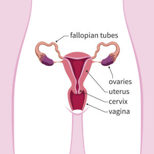 human female reproductive system scheme